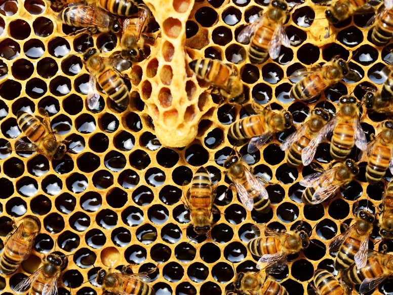 Honey bees by Pexels